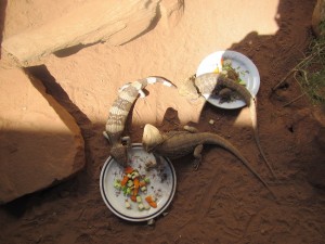 Kings Canyon & Alice Springs-094